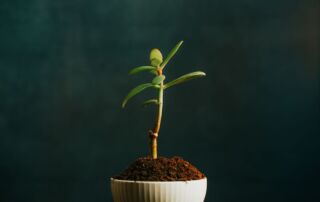 close-up-of-a-growing-plant-in-a-put-with-a-dark