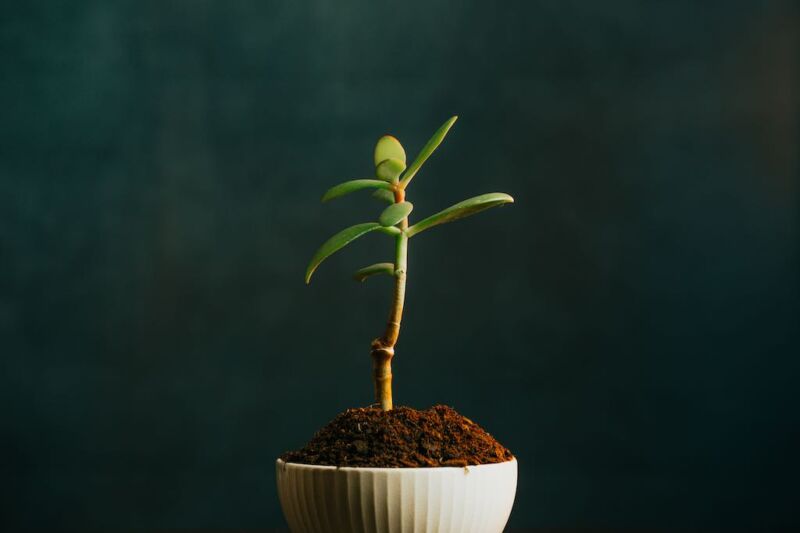 close-up-of-a-growing-plant-in-a-put-with-a-dark